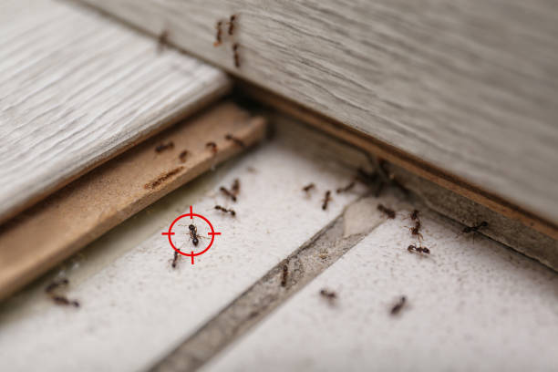 Best Wasp Removal Services  in Tower Lakes, IL